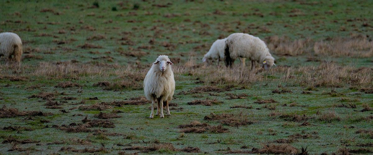 Nepalese Cashmere vs. Mongolian Cashmere: What’s the Difference? 1 Nepalese Cashmere vs. Mongolian Cashmere: What’s the Difference?